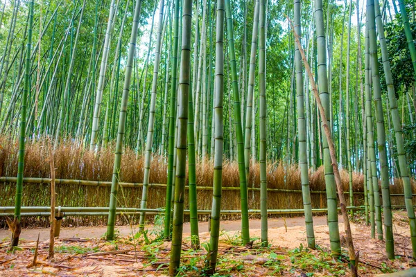 Sökvägen till bambu skog, Arashiyama, Kyoto, Japan — Stockfoto