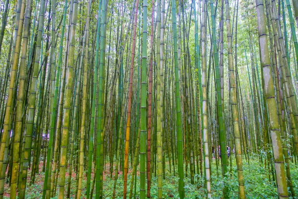 Vacker utsikt över bambuskog vid Arashiyama, Kyoto, Japan — Stockfoto