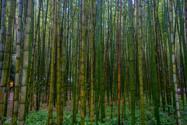 Vacker utsikt över bambuskog vid Arashiyama, Kyoto, Japan — Stockfoto