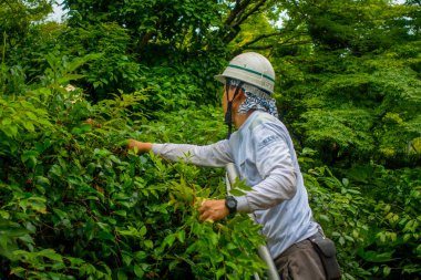 Kyoto, Japonya - 05 Temmuz 2017: Zen Bahçe, Tenryu-ji içinde ilahi Dragon Tapınağı Bahçe sabit çalışan adam. Kyoto, Japonya