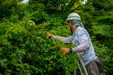 Kyoto, Japonya - 05 Temmuz 2017: Zen Bahçe, Tenryu-ji içinde ilahi Dragon Tapınağı Bahçe sabit çalışan adam. Kyoto, Japonya