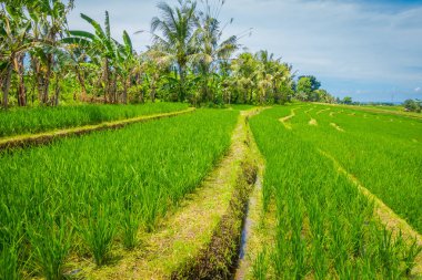 Yeşil pirinç alan, pirinç suda pirinç terasları, Ubud, Bali