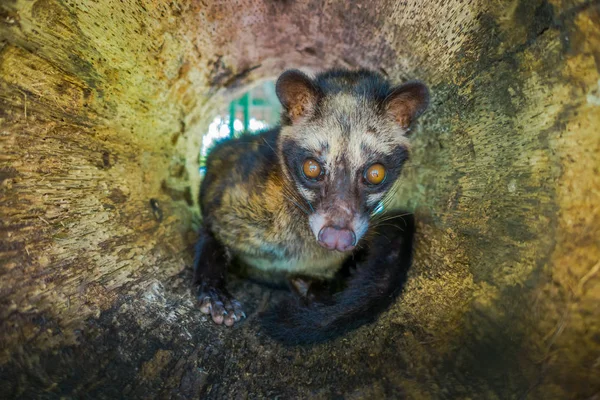 Zwierzę cyweta jest używany do produkcji drogich znakomitą większość kawę Kopi Luwak, w Bali Indonezja — Zdjęcie stockowe