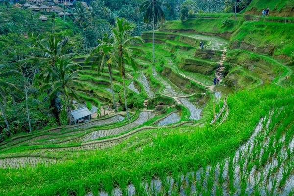 Gyönyörű táj, zöld rizs teraszok közelében Tegallalang village, Ubud, Bali, Indonézia — Stock Fotó