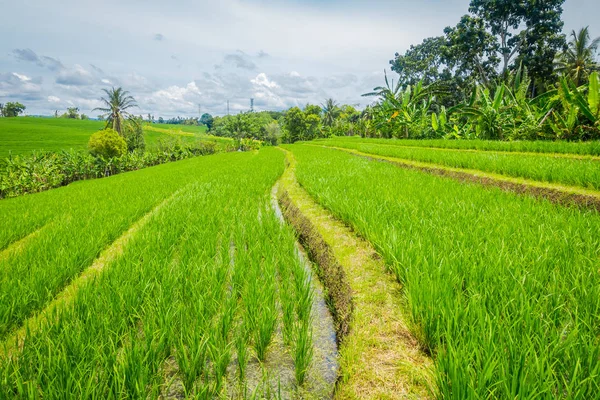 Campo de arroz verde, arroz em água em terraços de arroz, Ubud, Bali — Fotografia de Stock