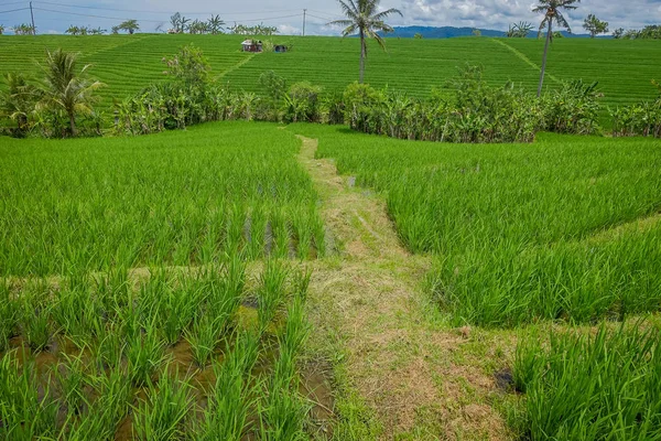 Zöld rizs mező, rizs, rizs teraszok, Ubud, Bali vízben — Stock Fotó