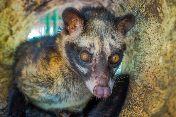 Циветы используются для производства дорогих самых изысканных кофе Kopi Luwak, на Бали Индонезии — стоковое фото