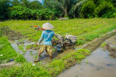 Bali, Endonezya - 05 Nisan 2017: Çiftçi cleanning teraslar, Ubud, Bali, Endonezya su dolu bir ülkede bazı pirinç tohum bitki alanı