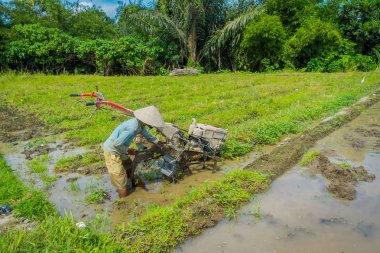 Bali, Endonezya - 05 Nisan 2017: Çiftçi cleanning teraslar, Ubud, Bali, Endonezya su dolu bir ülkede bazı pirinç tohum bitki alanı