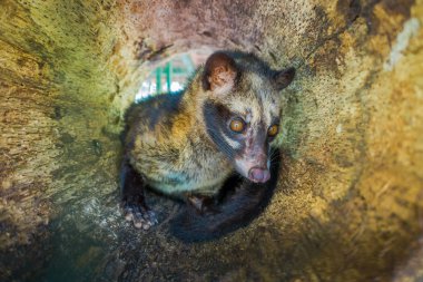 Hayvan misk pahalı çoğu gurme üretimi için kullanılan kahve Kopi Luwak, Bali Endonezya