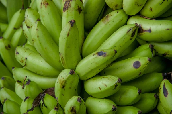 Bananas verdes para bebés. Musa é um género botânico pertencente à família Musaceae. — Fotografia de Stock