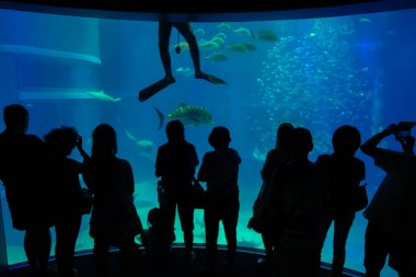 Fotoğraf çekmek ve deniz yaratıkları, Japonya'nın Osaka Osaka akvaryum Kaiyukan zevk turist gölgesi