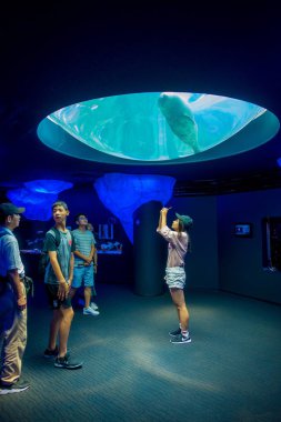 Osaka, Japonya - 18 Temmuz 2017: Osaka akvaryum Kaiyukan Ring of Fire akvaryum, Osaka, Japonya - dünyanın en büyük ortak akvaryumlarda birini Dolphing