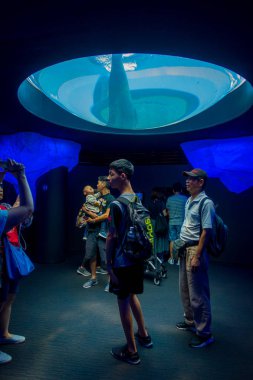 Osaka, Japonya - 18 Temmuz 2017: Osaka akvaryum Kaiyukan Ring of Fire akvaryum, Osaka, Japonya - dünyanın en büyük ortak akvaryumlarda birini Dolphing