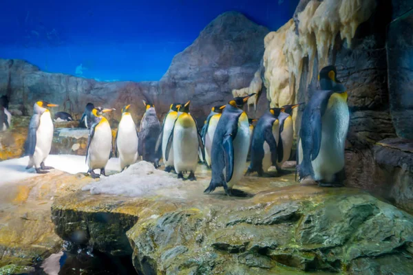 Pingüino en el Acuario de Osaka Kaiyukan. Acuario de Osaka Kaiyukan es uno de los acuarios públicos más grandes del mundo localizado en Osaka, Japón — Foto de Stock