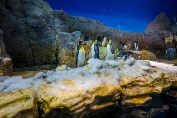 Penguin in Osaka Aquarium Kaiyukan. Osaka Aquarium Kaiyukan is one of the largest public aquariums in the world loctaed in Osaka, Japan — Stock Photo, Image