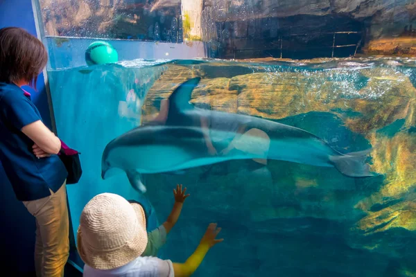 Delfín en el Acuario de Osaka Kaiyukan, uno de los acuarios públicos más grandes del mundo en Osaka, Japón — Foto de Stock