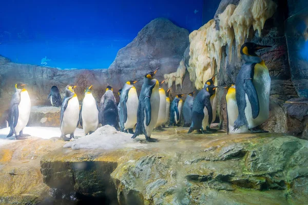 Pingüino en el Acuario de Osaka Kaiyukan. Acuario de Osaka Kaiyukan es uno de los acuarios públicos más grandes del mundo localizado en Osaka, Japón — Foto de Stock