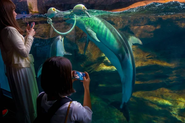 海豚在大阪海游馆，在日本大阪举行的世界最大的公共水族馆之一 — 图库照片