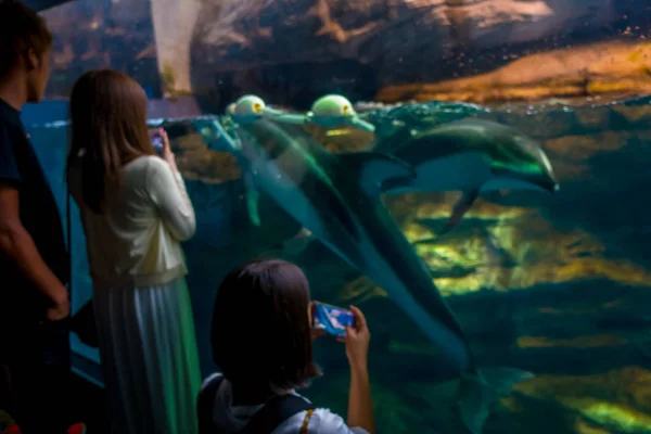 Дельфин в Осаке Аквариум Kaiyukan, один из крупнейших общественных аквариумов в мире в Осаке, Япония — стоковое фото