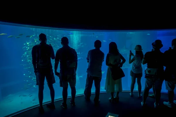 Тень туристов, фотографирующих и наслаждающихся морскими созданиями в аквапарке "Осака" в японском городе Осака — стоковое фото