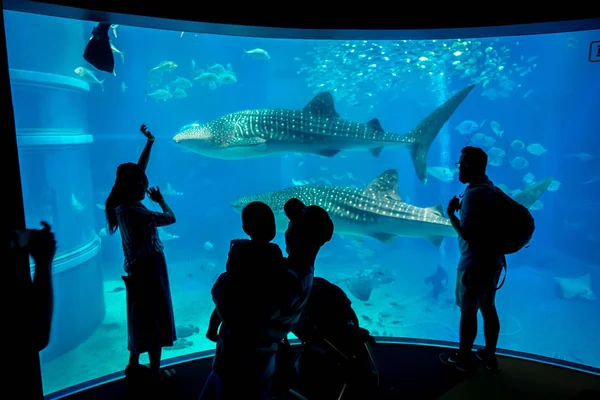 Sombra de turistas tirando fotos e desfrutando de criaturas marinhas no Aquário Osaka Kaiyukan em Osaka, Japão — Fotografia de Stock