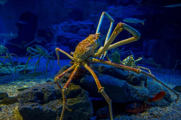 Huge Japanesse spider-crab inside of the aquarium of Osaka in Japan — Stock Photo, Image