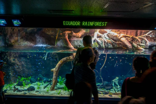 OSAKA, JAPÓN - 18 DE JULIO DE 2017: Personas no identificadas que buscan las especies ecuatorianas de peces originarias de la selva tropical ecuatoriana en Sudamérica, en el Acuario de Osaka — Foto de Stock