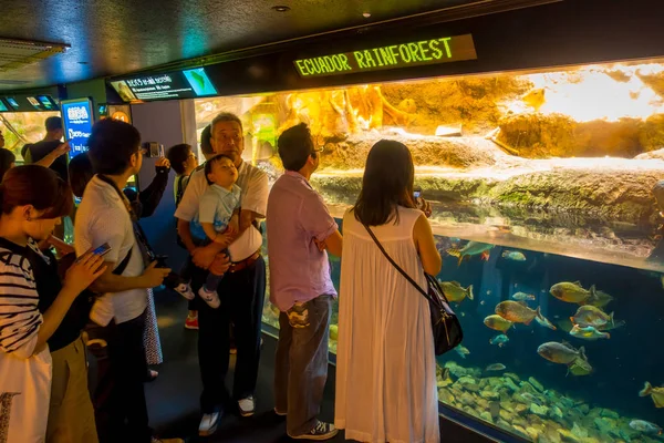 OSAKA, JAPÓN - 18 DE JULIO DE 2017: Personas no identificadas que buscan las especies ecuatorianas de peces originarias de la selva tropical ecuatoriana en Sudamérica, en el Acuario de Osaka — Foto de Stock