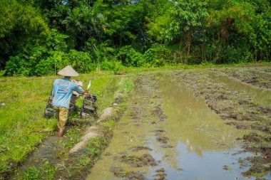 Bali, Endonezya - 05 Nisan 2017: Çiftçi cleanning teraslar, Ubud, Bali, Endonezya su dolu bir ülkede bazı pirinç tohum bitki alanı
