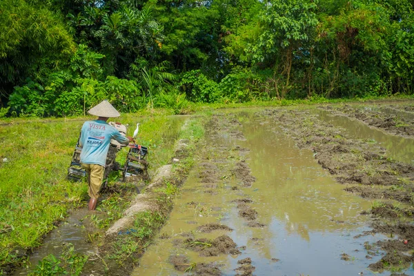Bali, Endonezya - 05 Nisan 2017: Çiftçi cleanning teraslar, Ubud, Bali, Endonezya su dolu bir ülkede bazı pirinç tohum bitki alanı