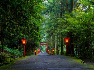 Hakone tapınak bir sedir orman içinde yaklaşmak gece manzarası. Işıklı birçok kırmızı fener ve bir büyük kırmızı yakın kapı ile