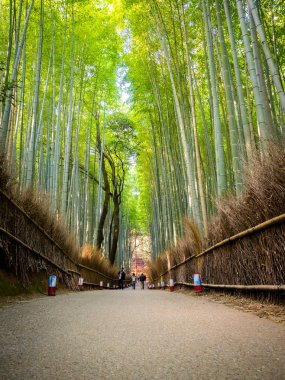 Kyoto, Japonya - 05 Temmuz 2017: güzel bambu ormanı Arashiyama, Kyoto, Japonya, bir yolda yürürken tanımlanamayan pwoman