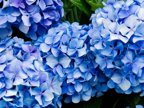 Blommor i vitt och blått, Hortencias, blossom på Hakone town i Japan — Stockfoto