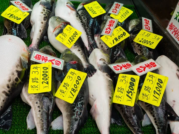 Osaka, Japonia - 18 lipca 2017: Ryby Fugu w rynku na rynku Targ Kuromon Ichiba na w Osaka, Japonia. jest to rynek miejsc popularnych w Osaka — Zdjęcie stockowe