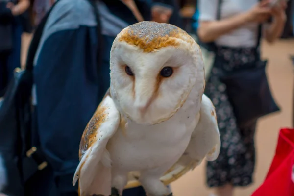 Close up of a beautiful owl posing over a woman wrist in the street in Akihabara owl cafe - owls are very popular pets in Japan — Stock Photo, Image