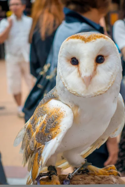 Close up of a beautiful owl posing over a woman wrist in the street in Akihabara owl cafe - owls are very popular pets in Japan — Stock Photo, Image