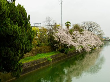 Bir kiraz blosson bahar sezonunda hanami Kyoto, şehirde bulunan Nehri'nin güzel görünümü