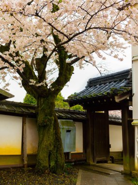 Higashiyama taslağı Kyoto bahar zaman kiraz çiçekleri ile