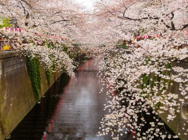 Bir kiraz blosson bahar sezonunda hanami Kyoto, şehirde bulunan Nehri'nin güzel görünümü