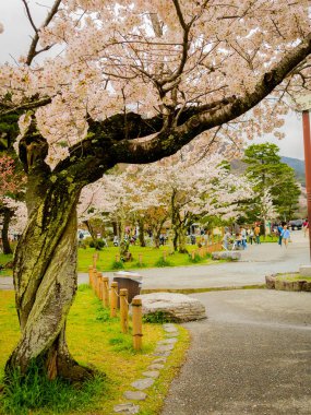 Kiraz çiçeği sezonunda hanami parkta Kyoto güzel görünümü