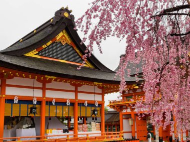 Hakone, Japonya - 02 Temmuz 2017: Güzel kiraz çiçekleri Sakura görkemli Kiyomizu-dera, ünlü bir Budist tapınağı Kyoto'da içinde doğal görünümünü