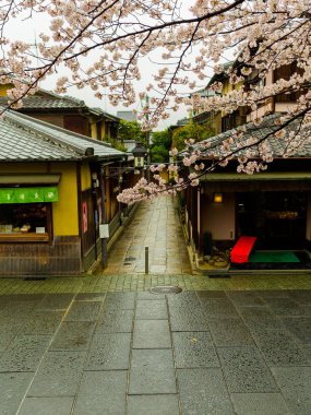 Hakone, Japonya - 02 Temmuz 2017: Higashiyama taslağı Kyoto kiraz çiçekleri bahar ile