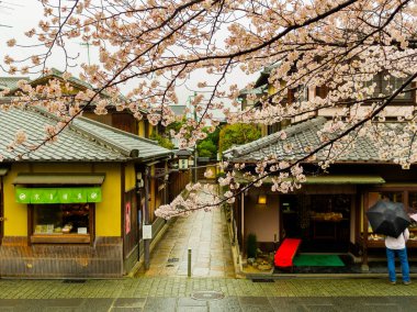 Hakone, Japonya - 02 Temmuz 2017: Higashiyama taslağı Kyoto kiraz çiçekleri bahar ile