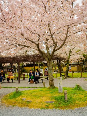 Hakone, Japonya - 02 Temmuz 2017: yürüyüş ve hanami parkta kiraz çiçeği sezonunda Kyoto'da zevk tanımlanamayan kişi