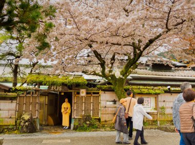Hakone, Japonya - 02 Temmuz 2017: yürüyüş ve hanami parkta kiraz çiçeği sezonunda Kyoto'da zevk tanımlanamayan kişi
