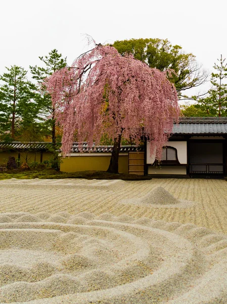 Bela árvore de flor de cerejeira dentro de um jardim com uma areia branca no distrito de Higashiyama na primavera em Kyoto — Fotografia de Stock