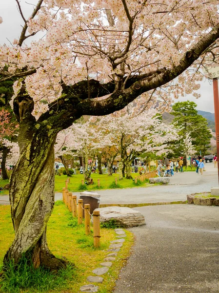 Kiraz çiçeği sezonunda hanami parkta Kyoto güzel görünümü