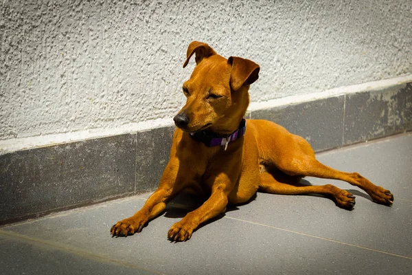 Dakloze hond wacht iets in een slak — Stockfoto