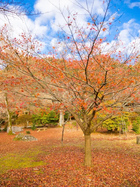 Paysage d'automne, arbres et feuilles d'automne jaunes, orange et rouges, Feuillage coloré dans le parc d'automne à Kyoto — Photo